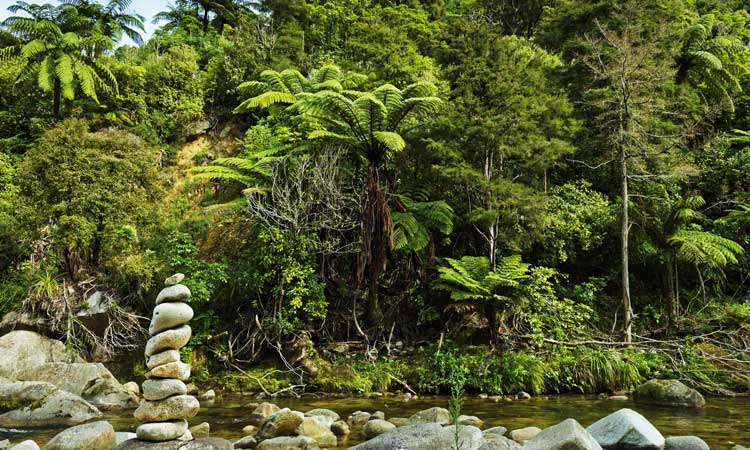 New Zealand native bush in the Abel Tasman